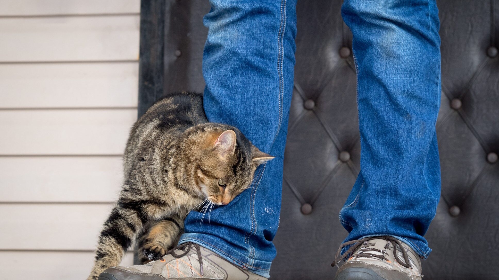 gatto randagio