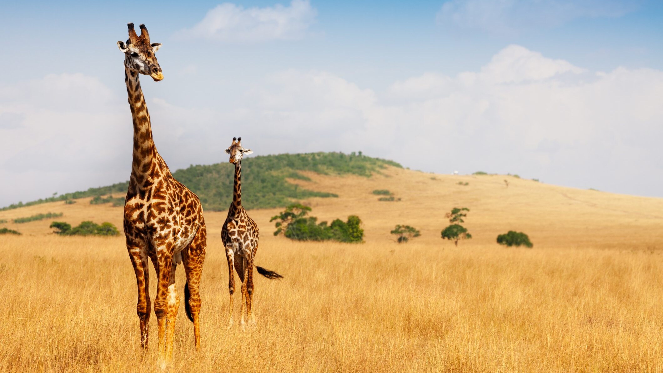 giraffa