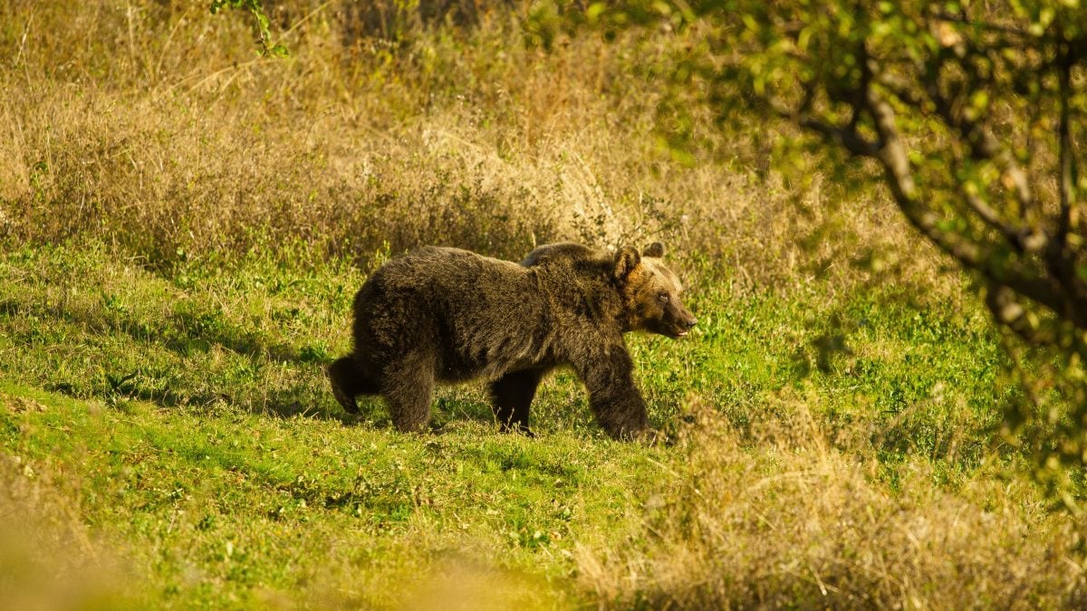 orso