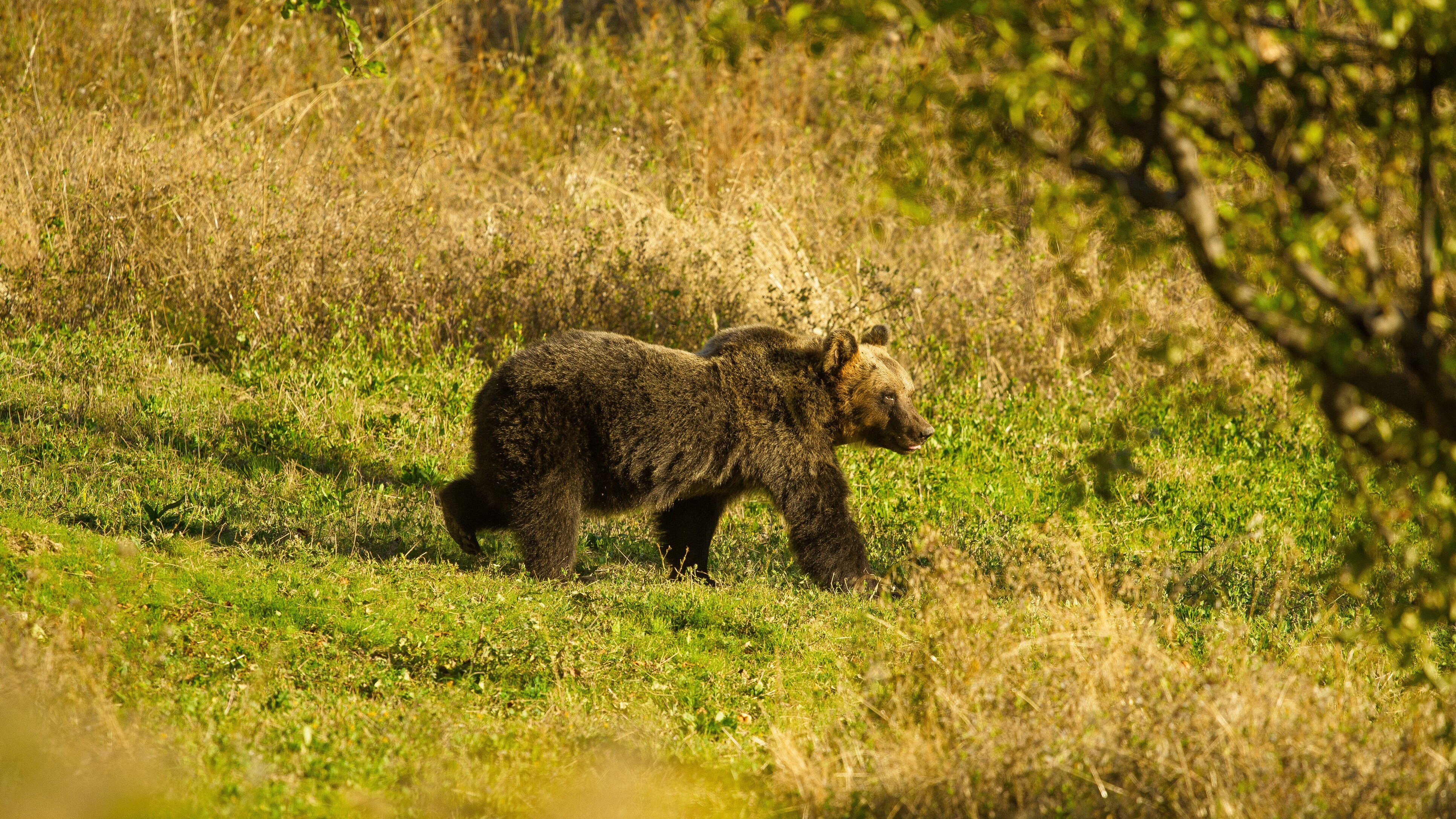orso