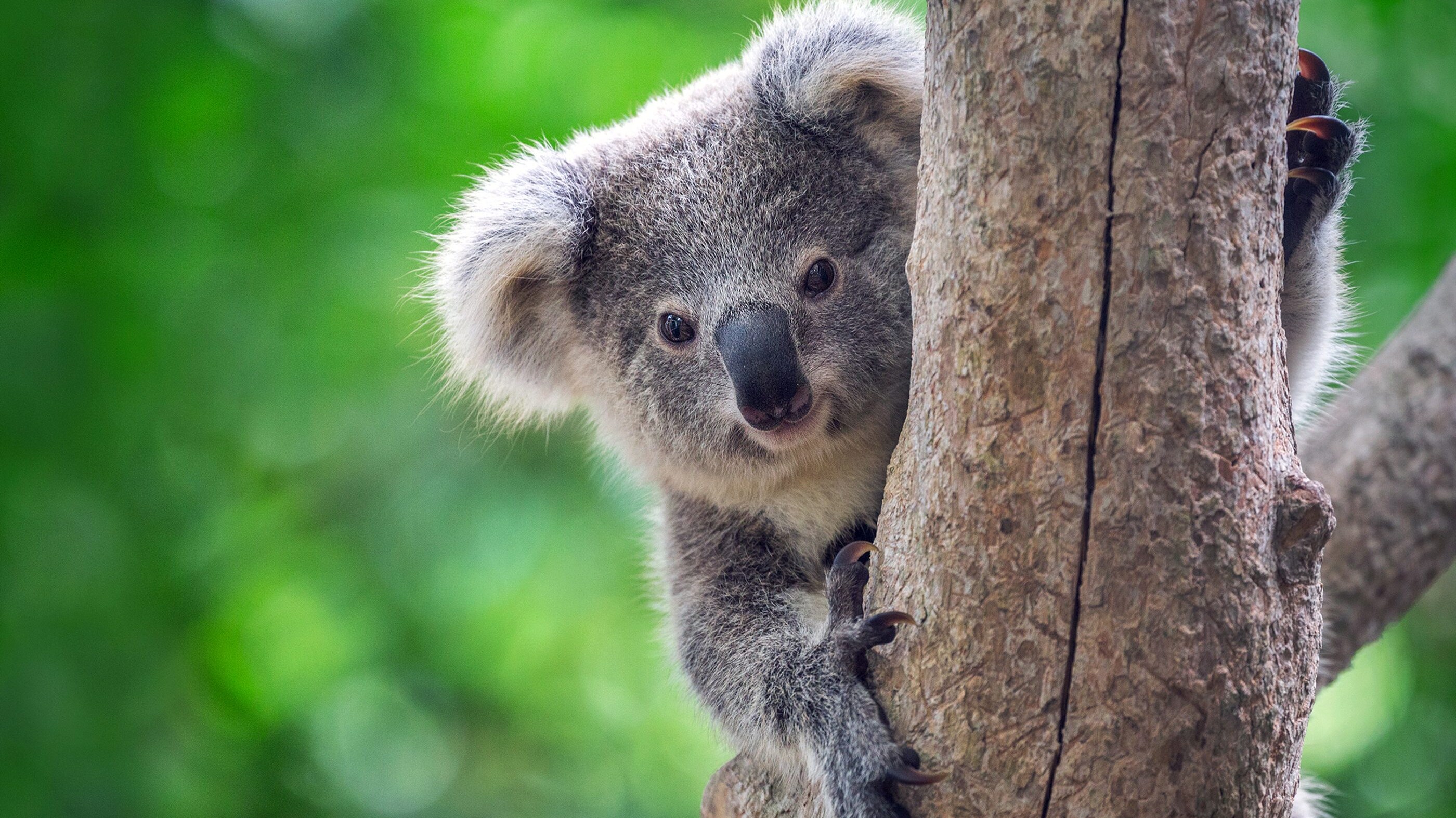 koala