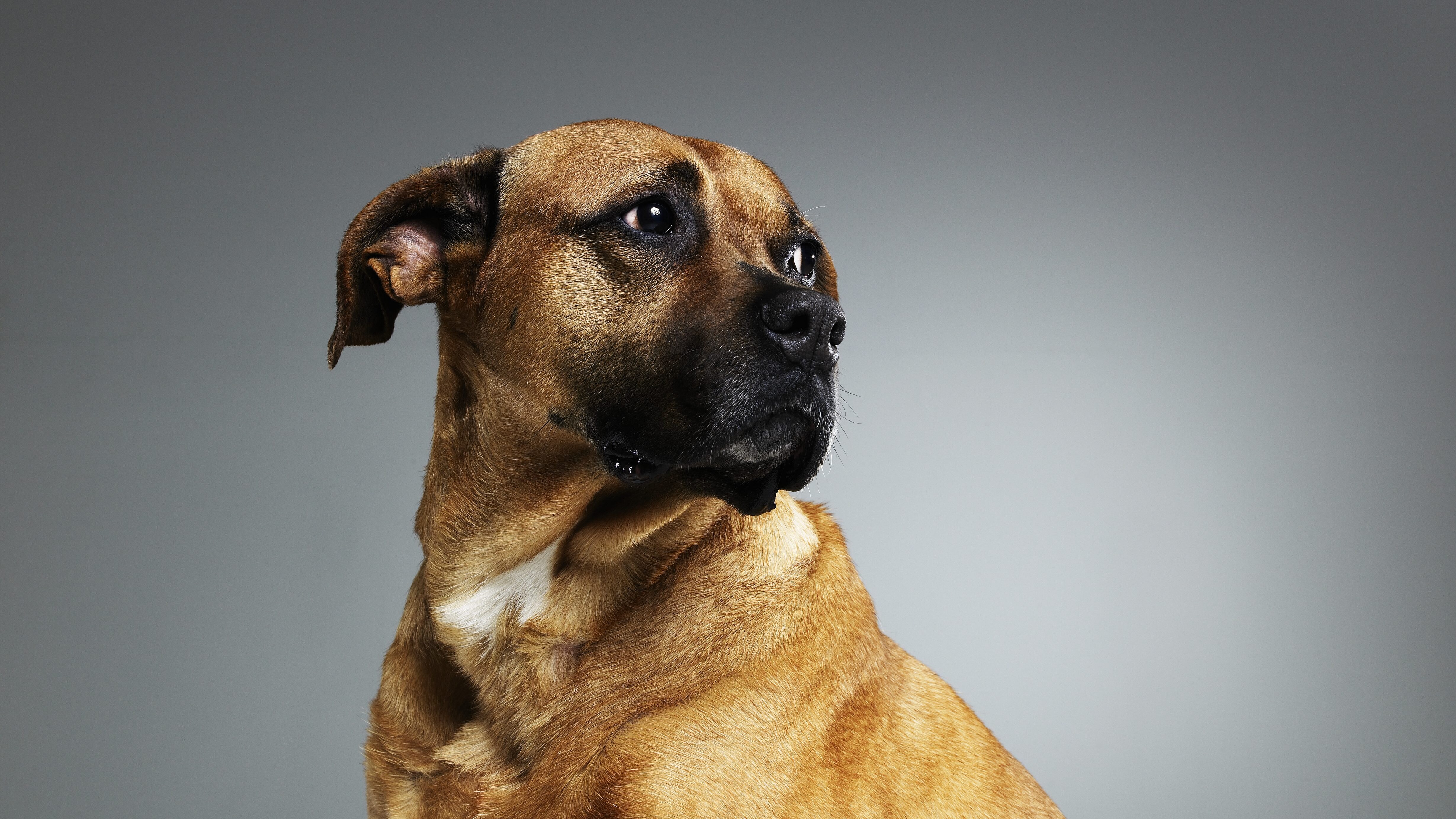 cane maltrattato