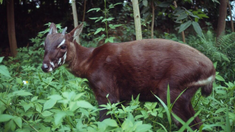 saola