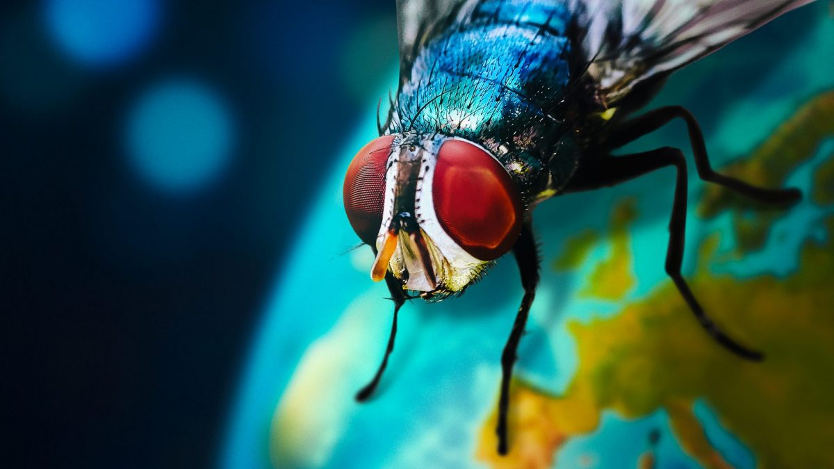 Il mondo degli insetti Kodami