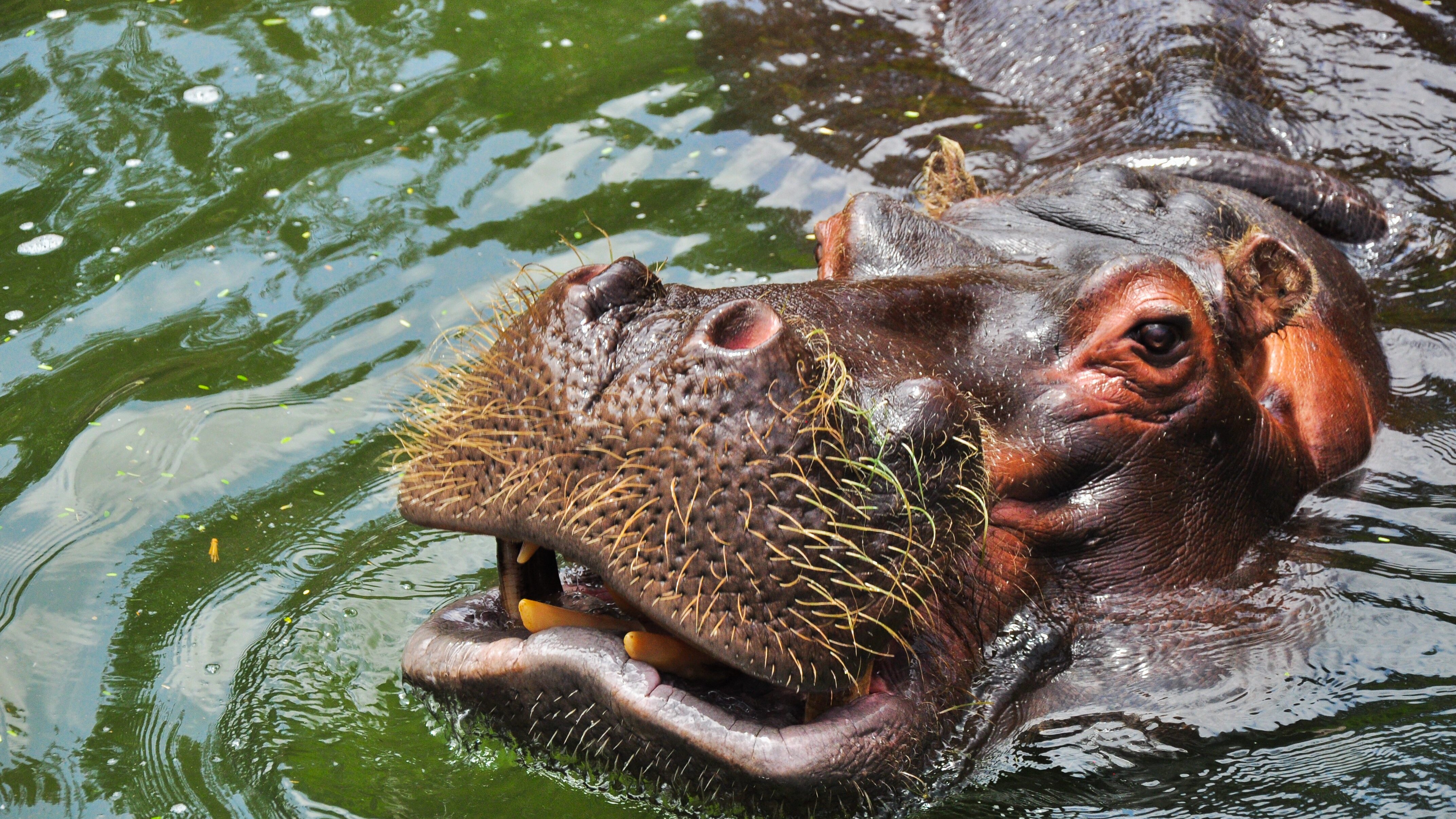 ippopotamo