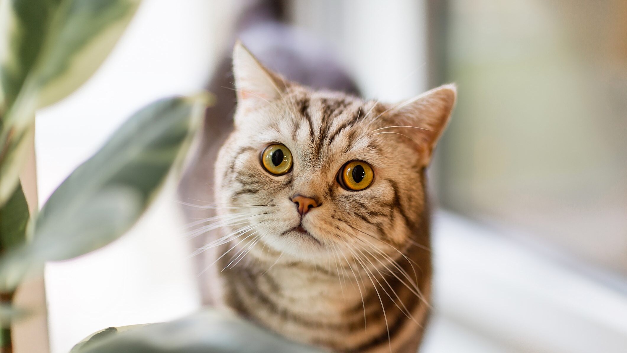gatto