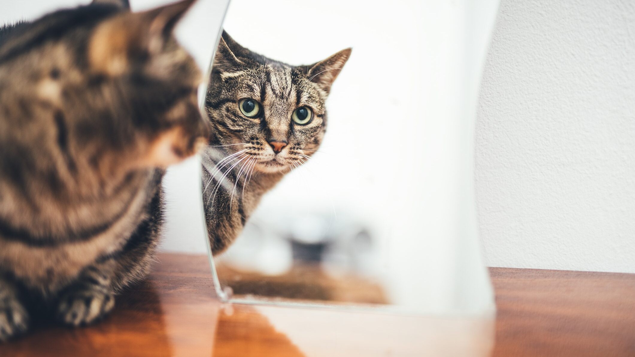 gatto specchio