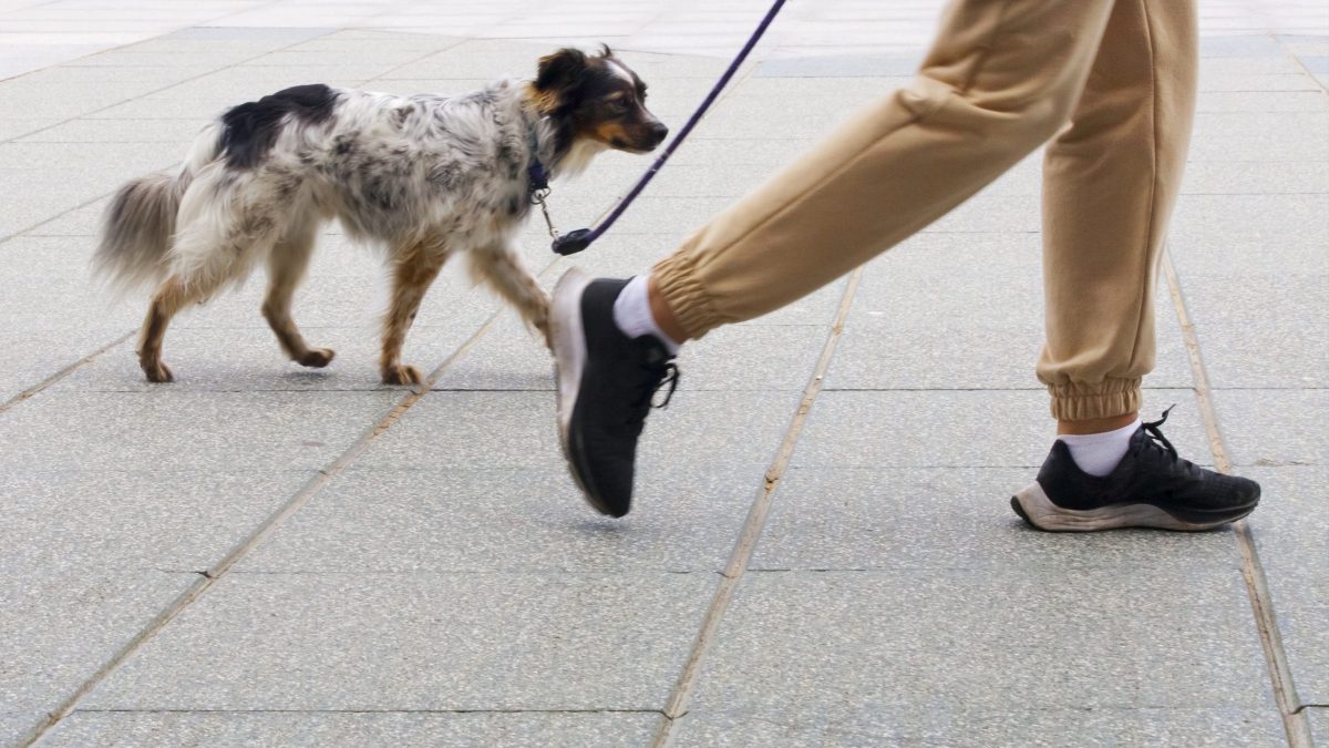 cane passeggiata