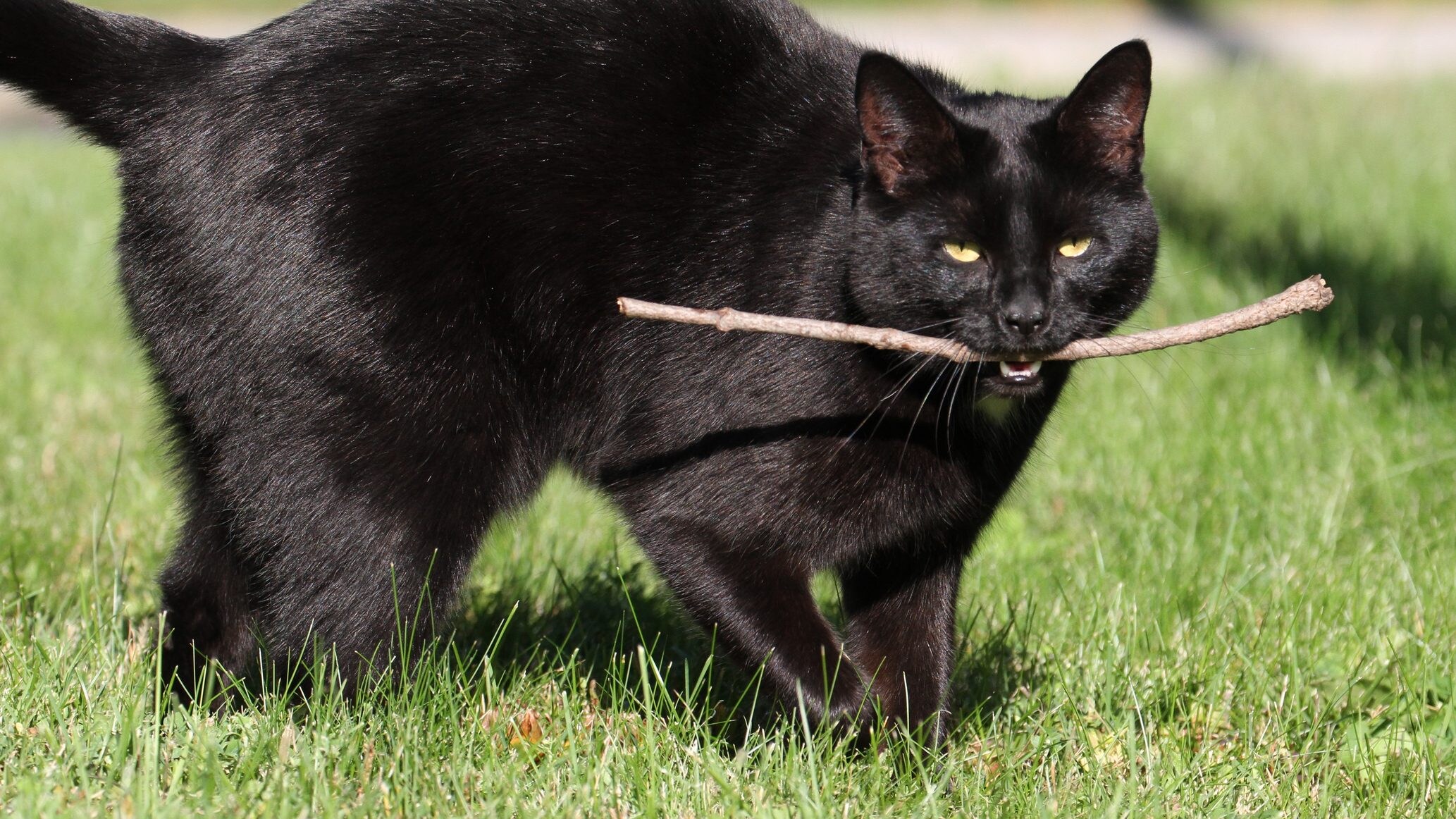 gatto