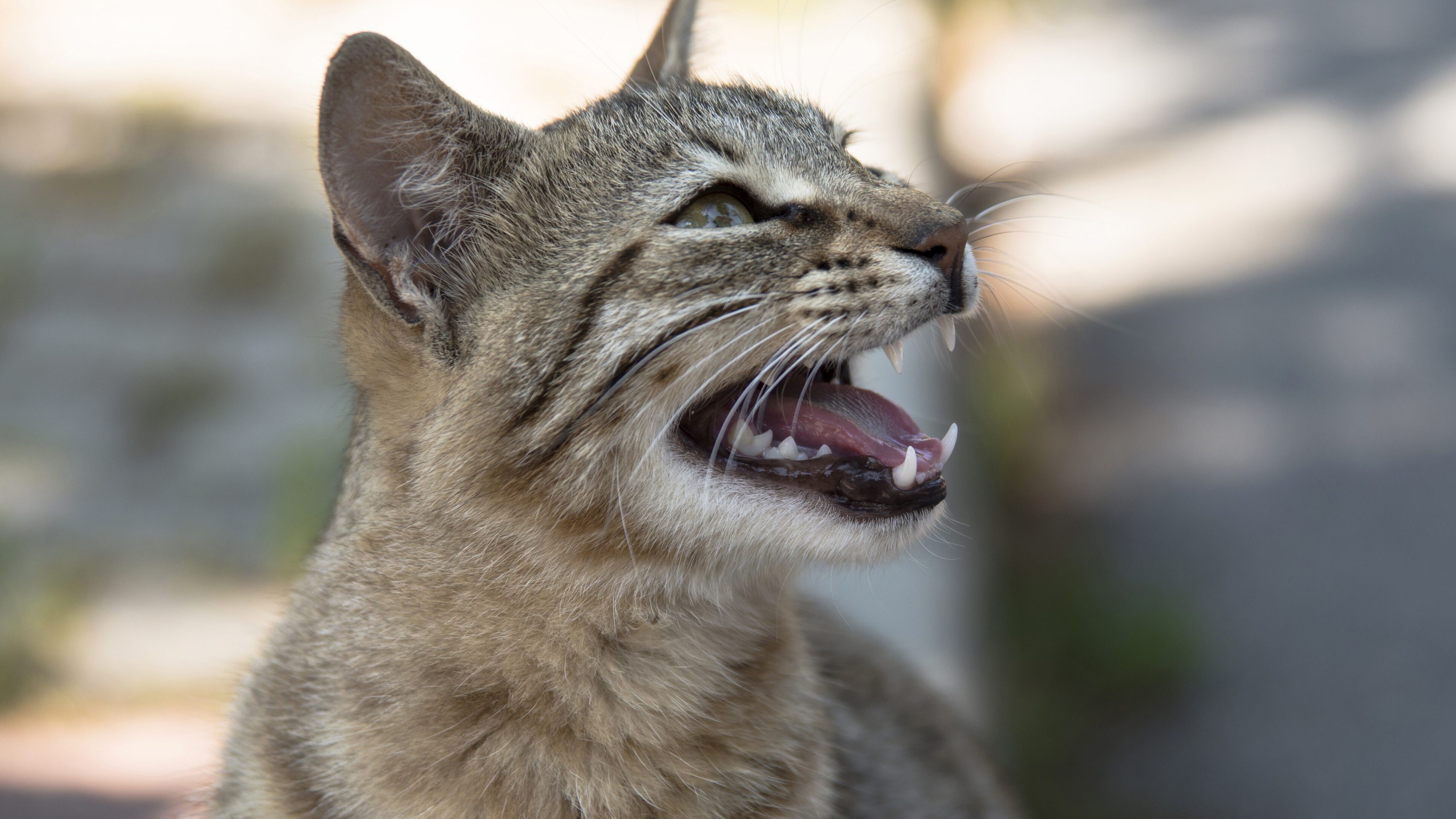 gatto miagola
