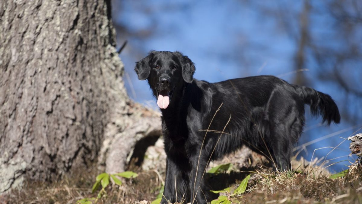 flat coat retriever