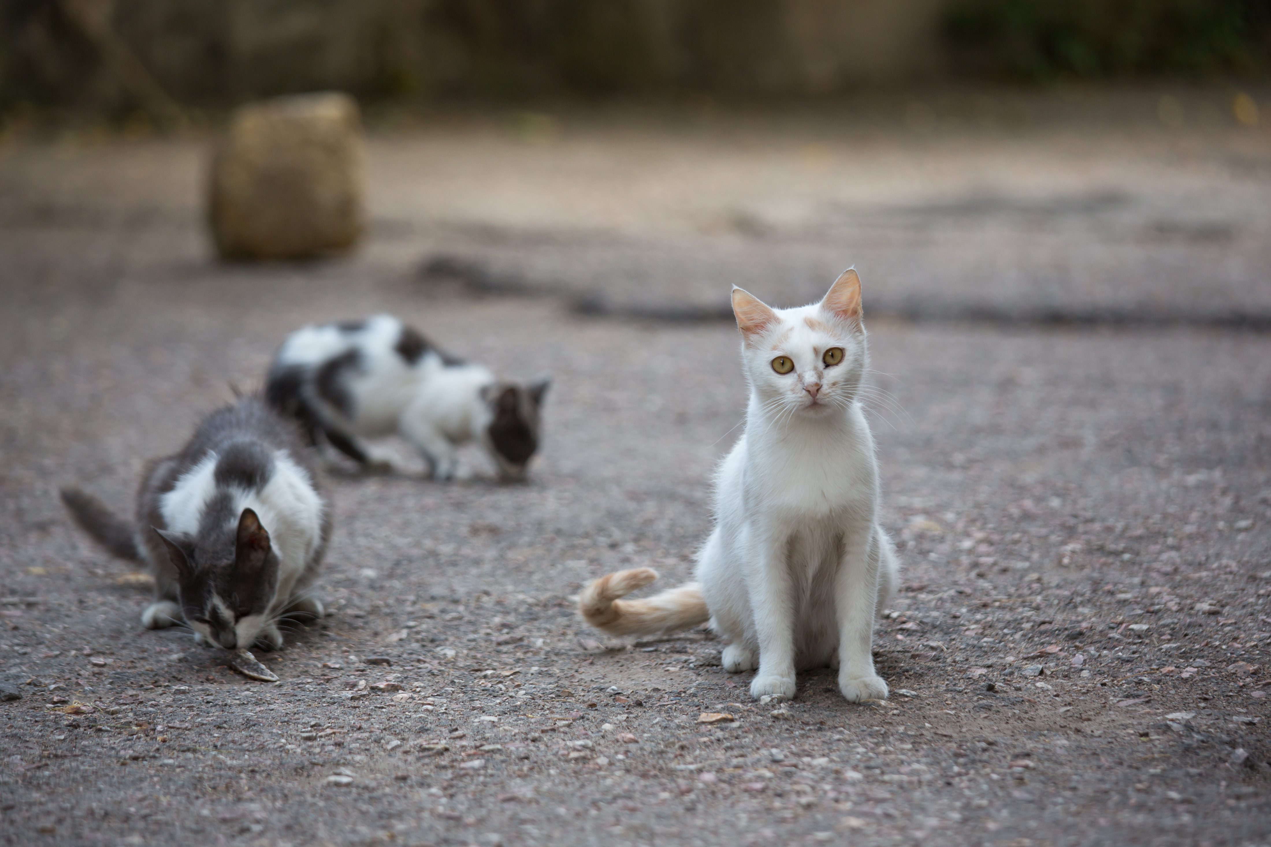 gatti
