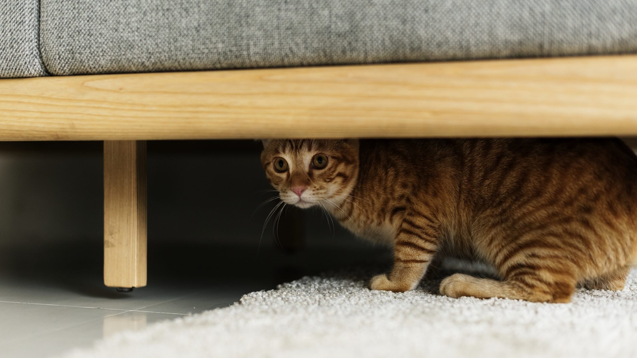 gatto nascosto