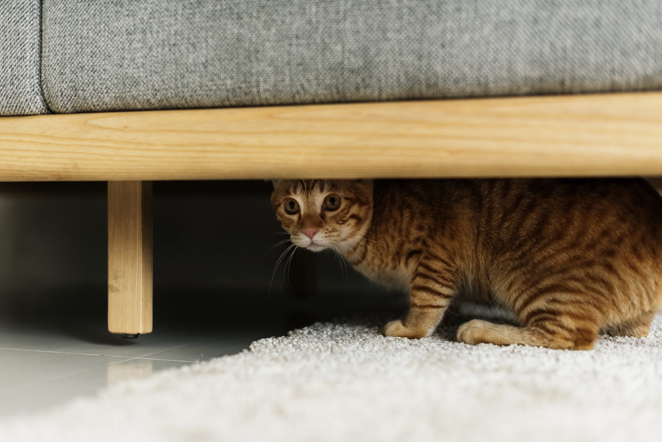 gatto nascosto