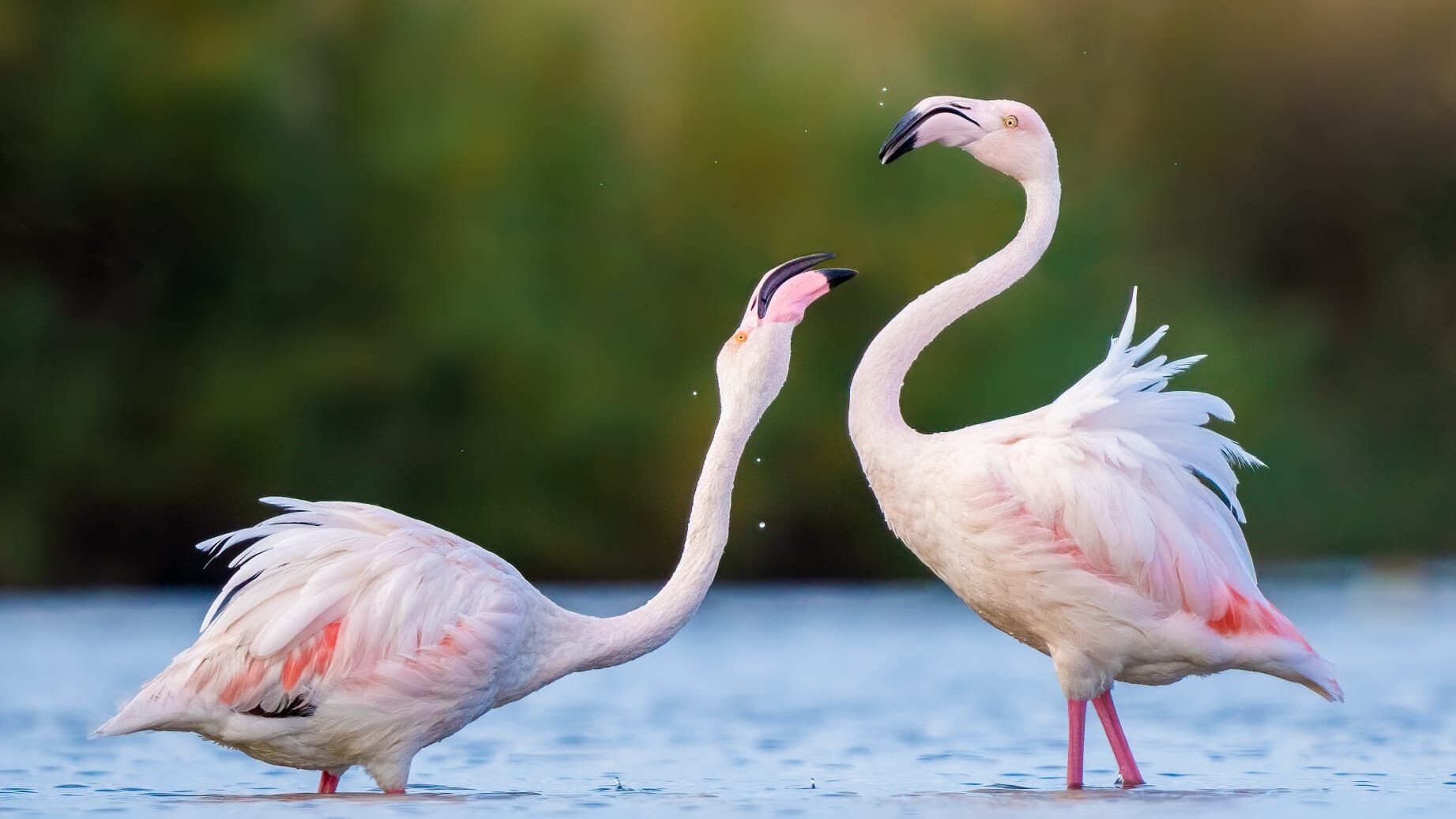 Fenicotteri rosa all'oasi Lipu di Ostia