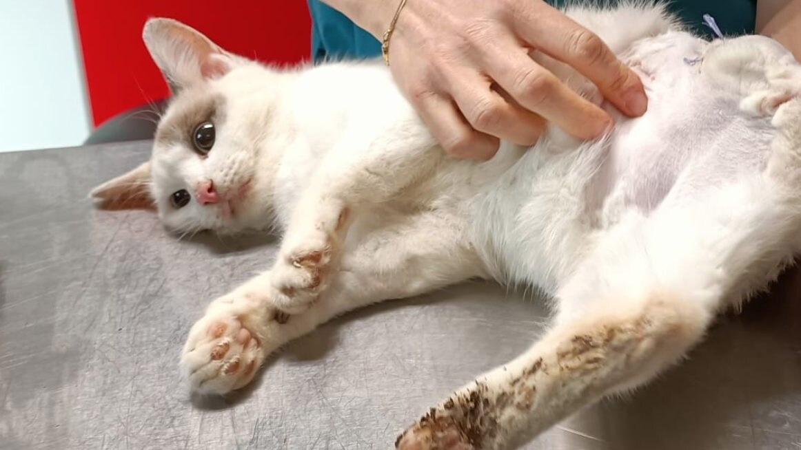 Gattina vittima di una tagliola in cura all'Oasi Felina di Pianoro