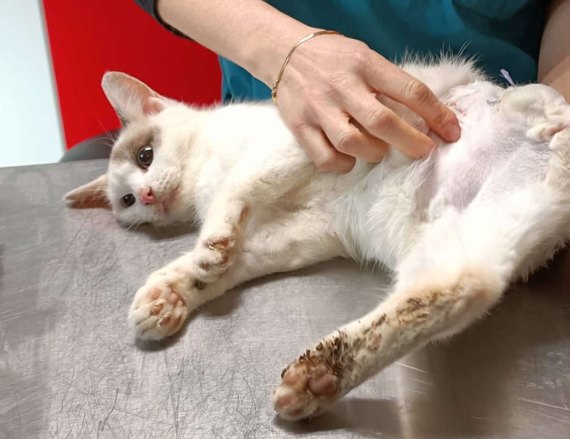 Gattina vittima di una tagliola in cura all'Oasi Felina di Pianoro