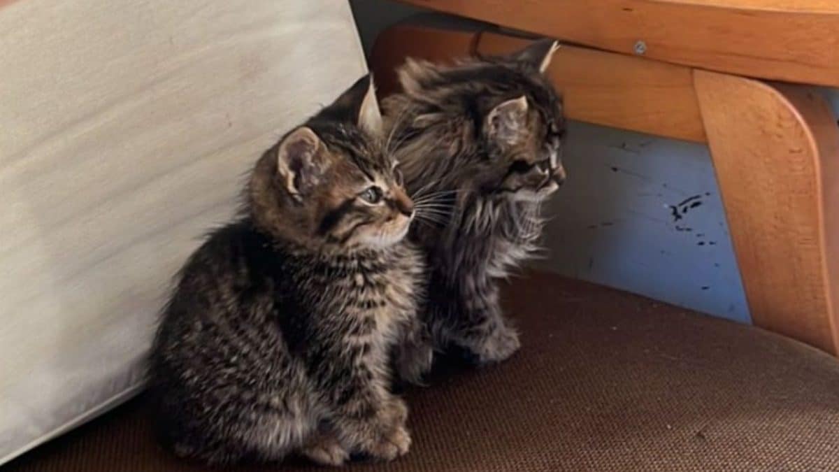 Gattini abbandonati a Roma