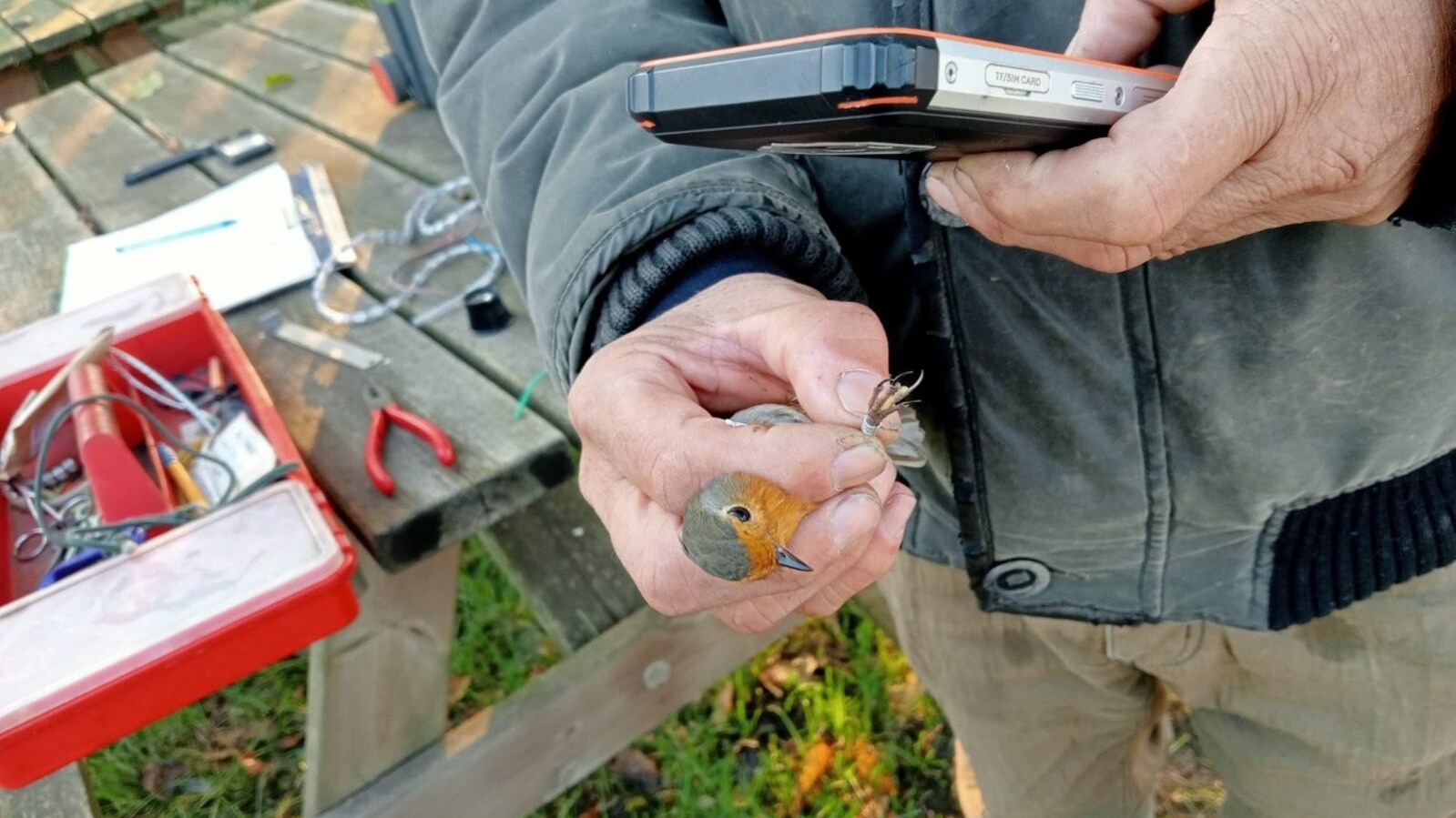 Pettirosso catturato per inanellamento
