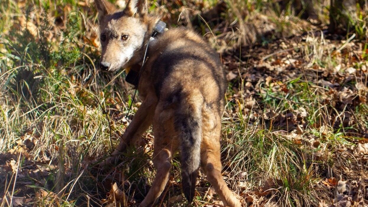 La cucciola di lupo Sibilla nel parco dei monti Sibillini
