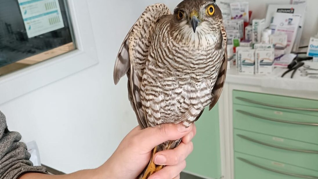 Sparviere vittima di colla topicida