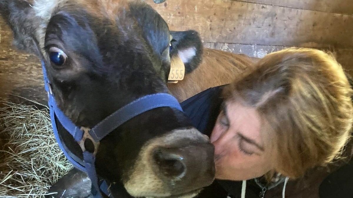 Mucca Magda salvata rifugio cani e porci