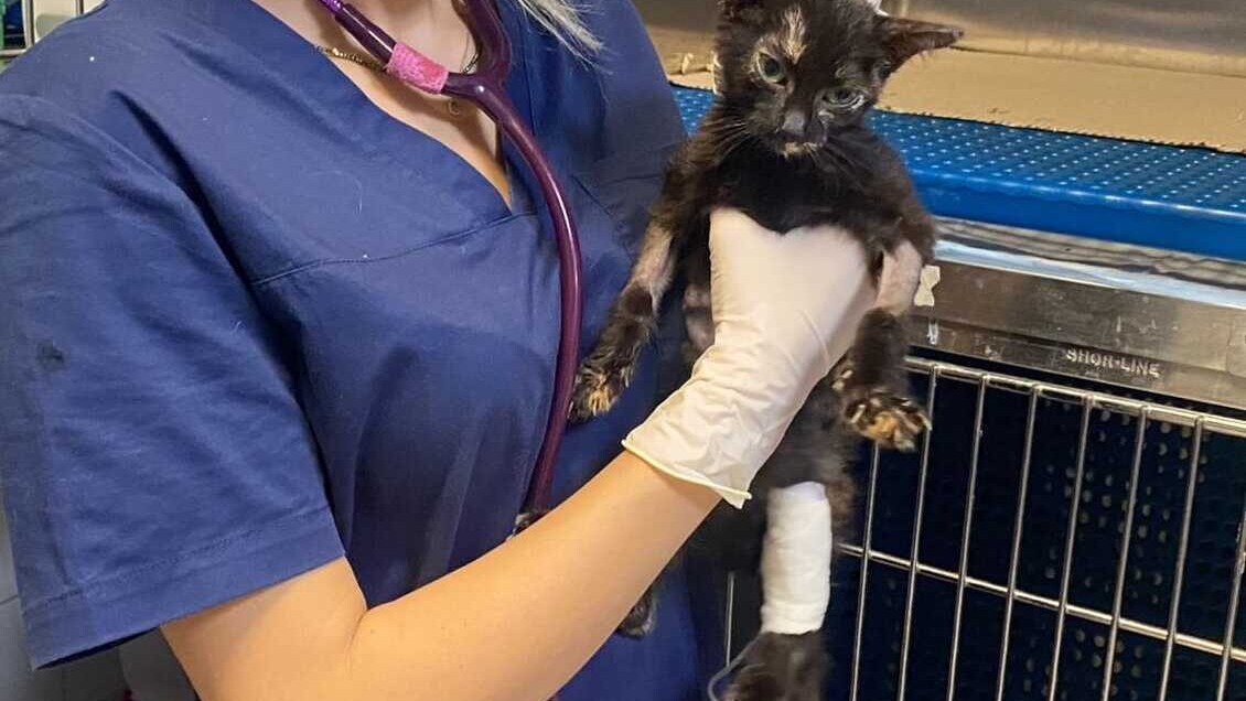 Pepetta, gatta salvata a Roma dai maltrattamenti