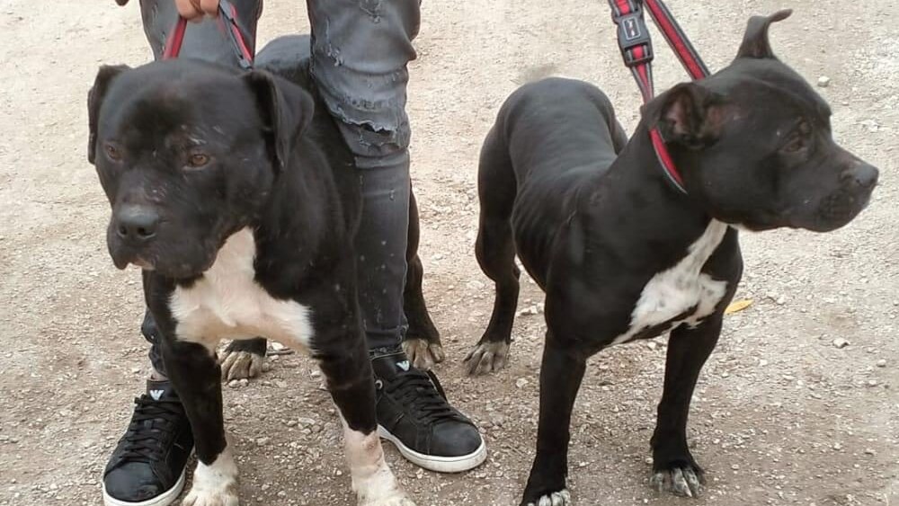i pitbull utilizzati per combattimenti clandestini sequestrati ad Aprilia
