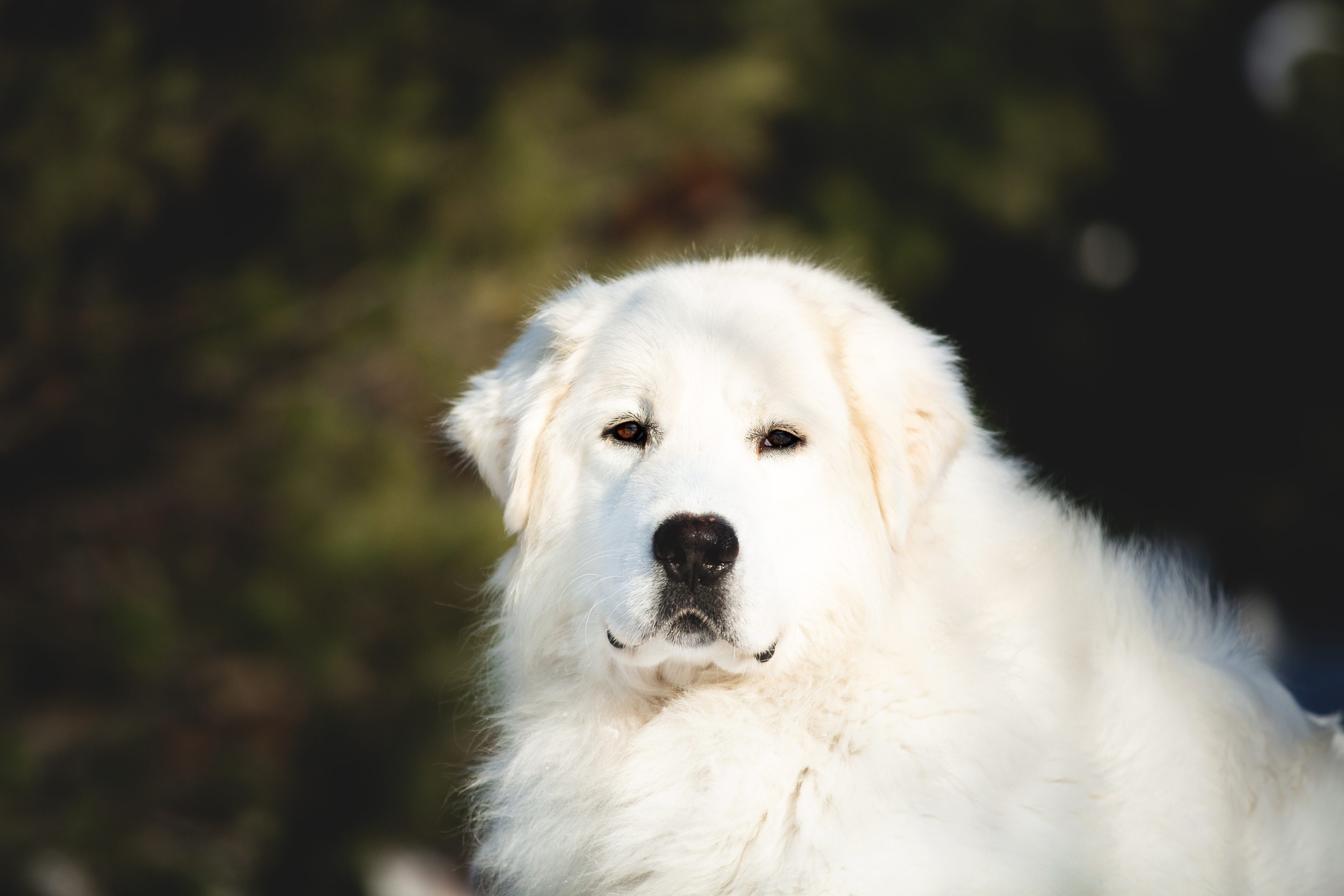 cane