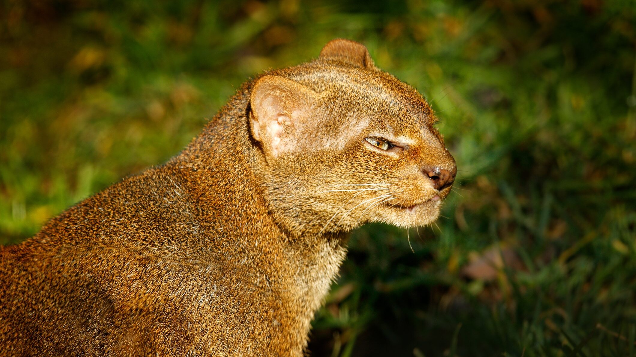 Puma yagouaroundi