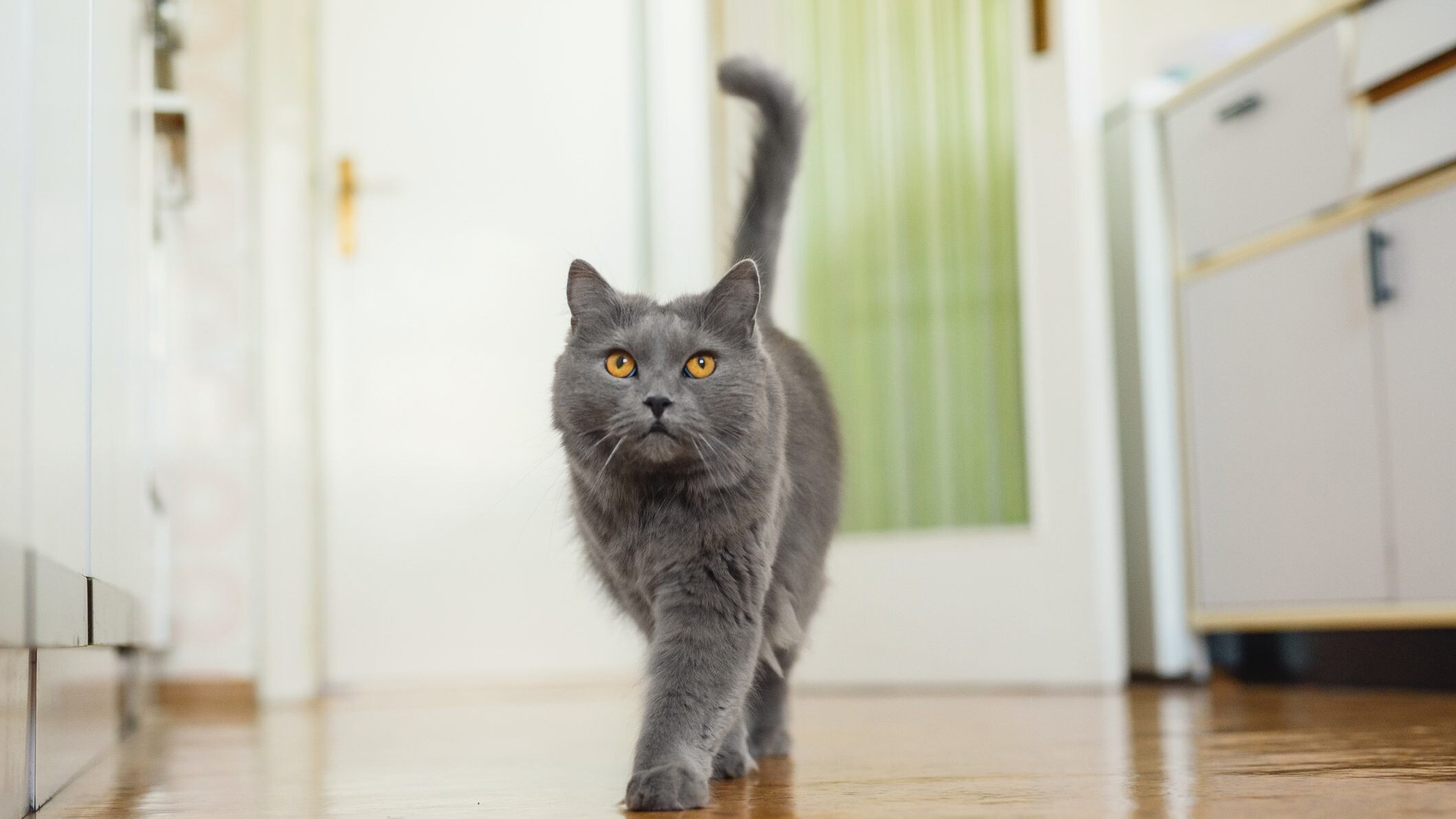 gatto