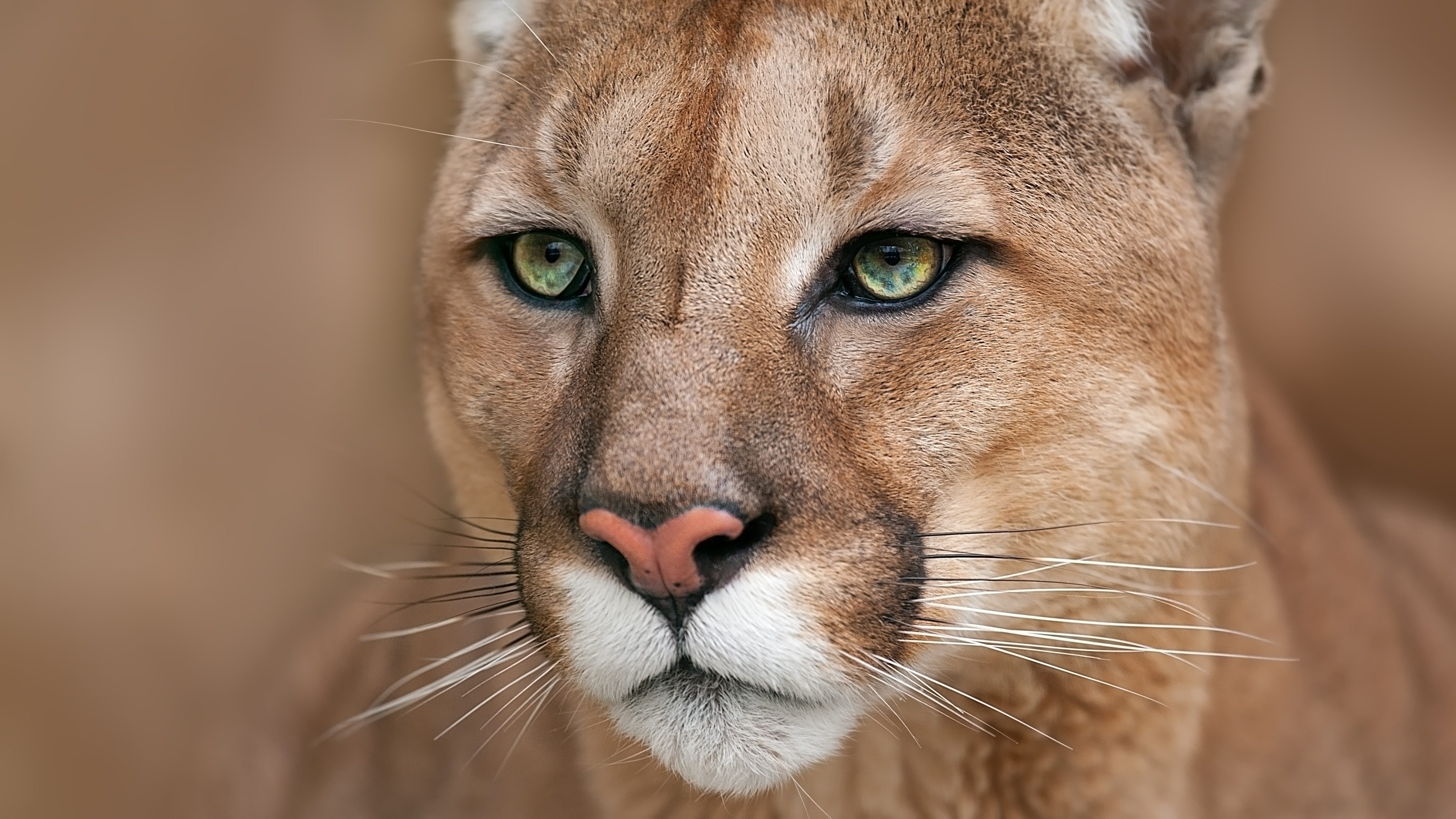 Il Puma Puma Concolor 