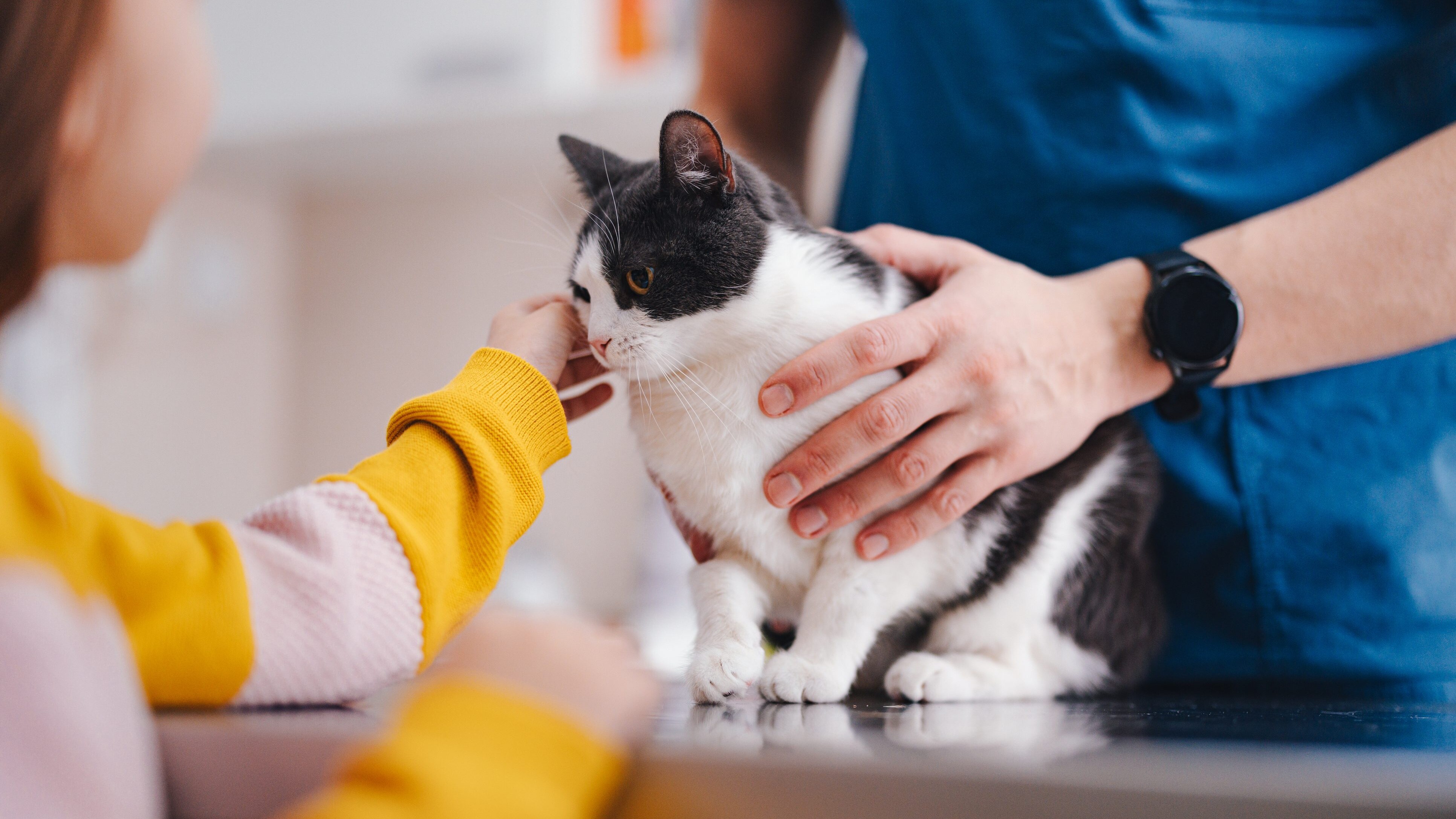 gatto veterinario