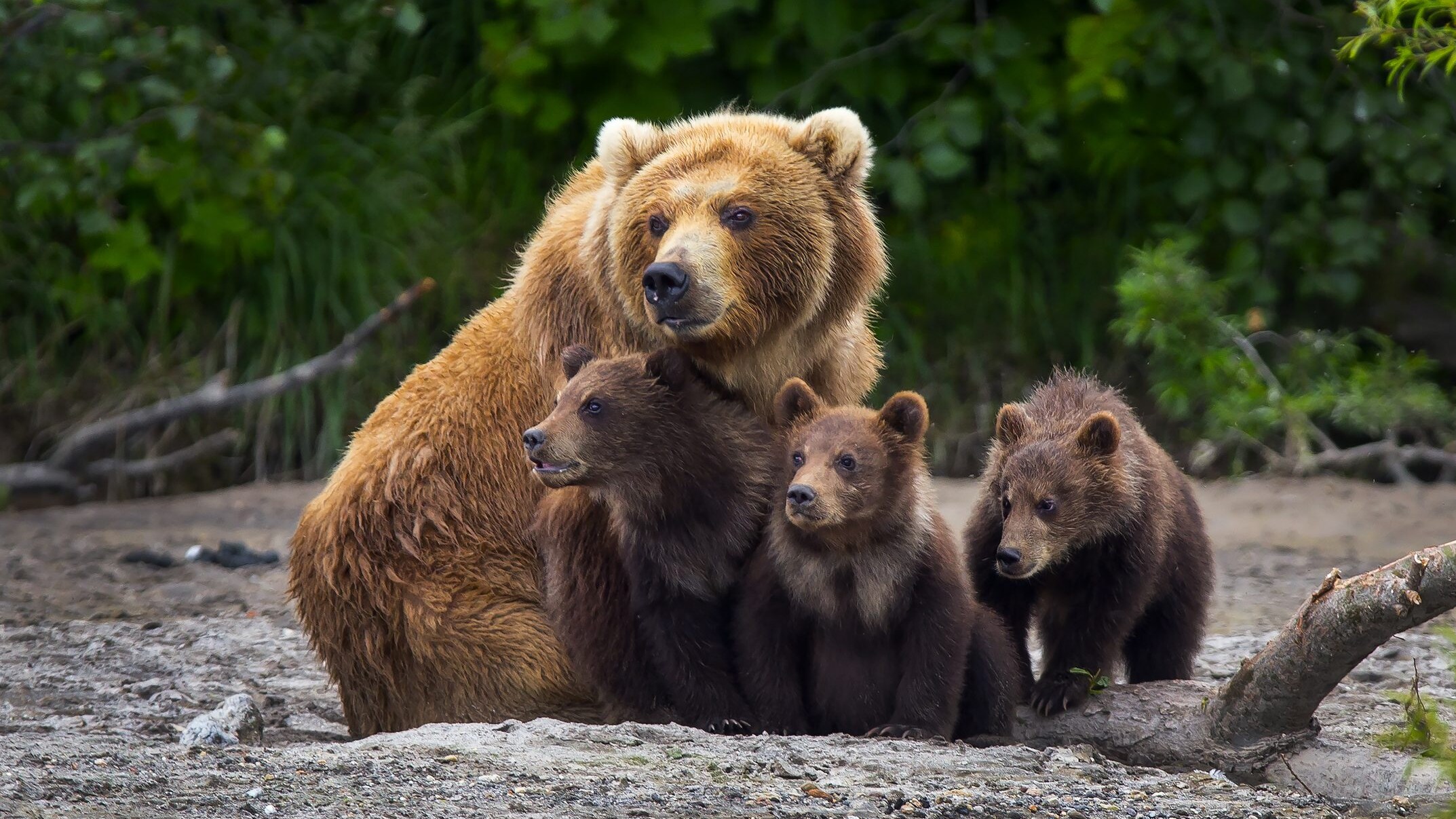 orso