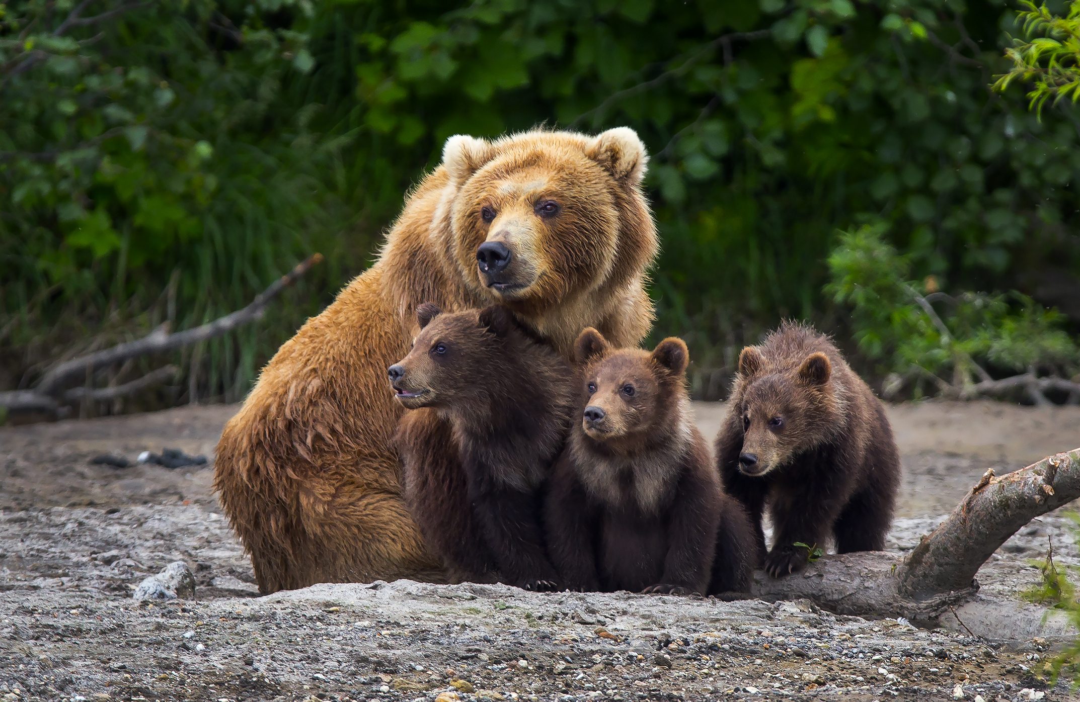 orso