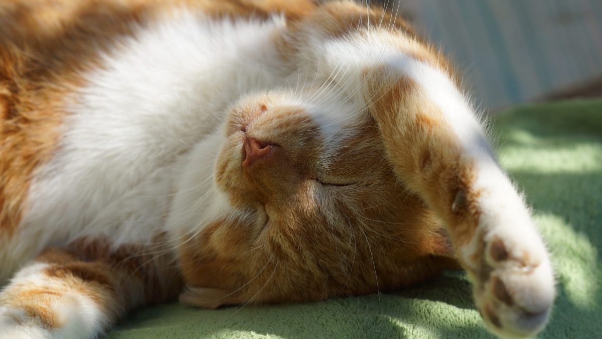 gatto stiracchia