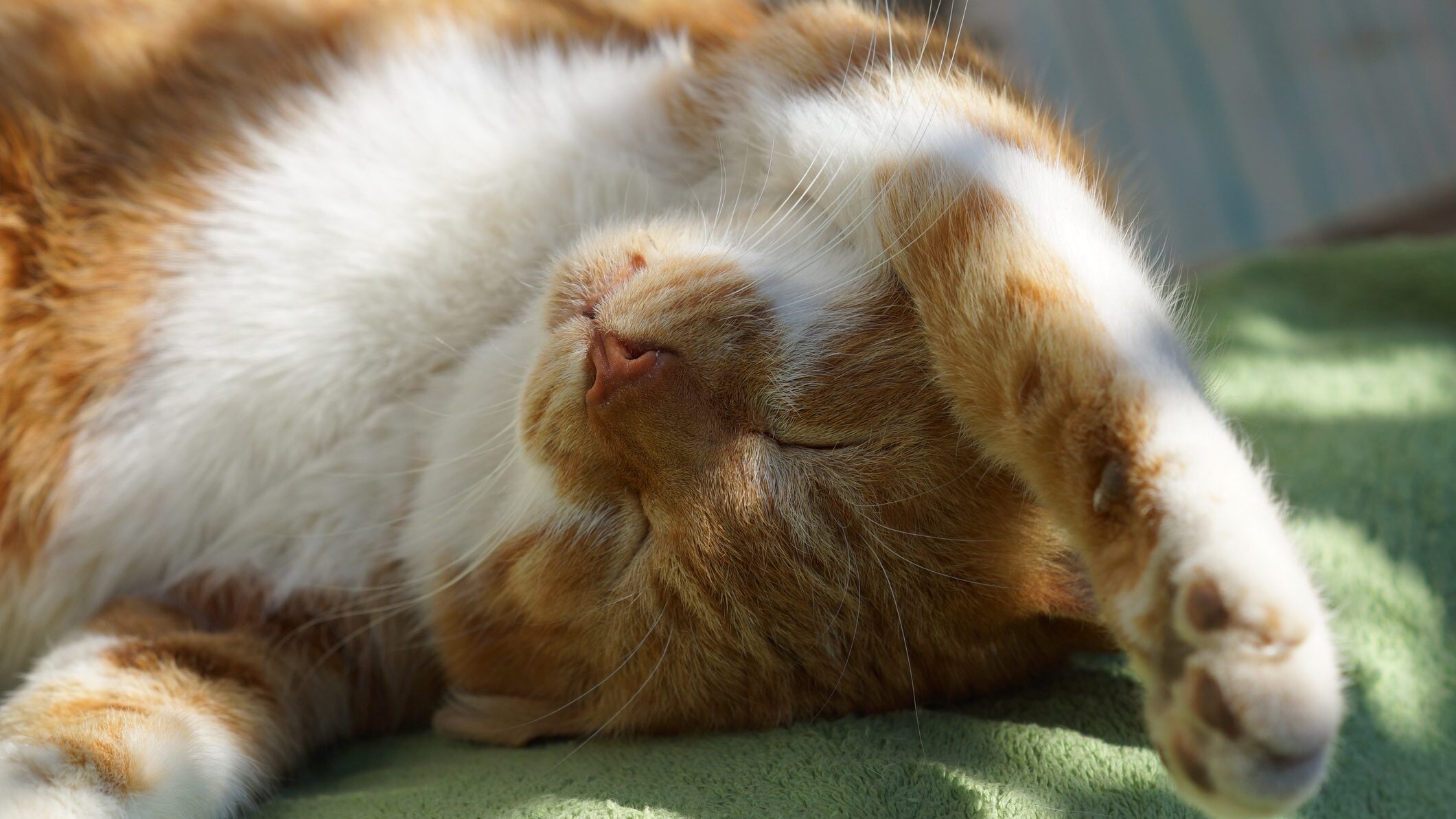 gatto stiracchia