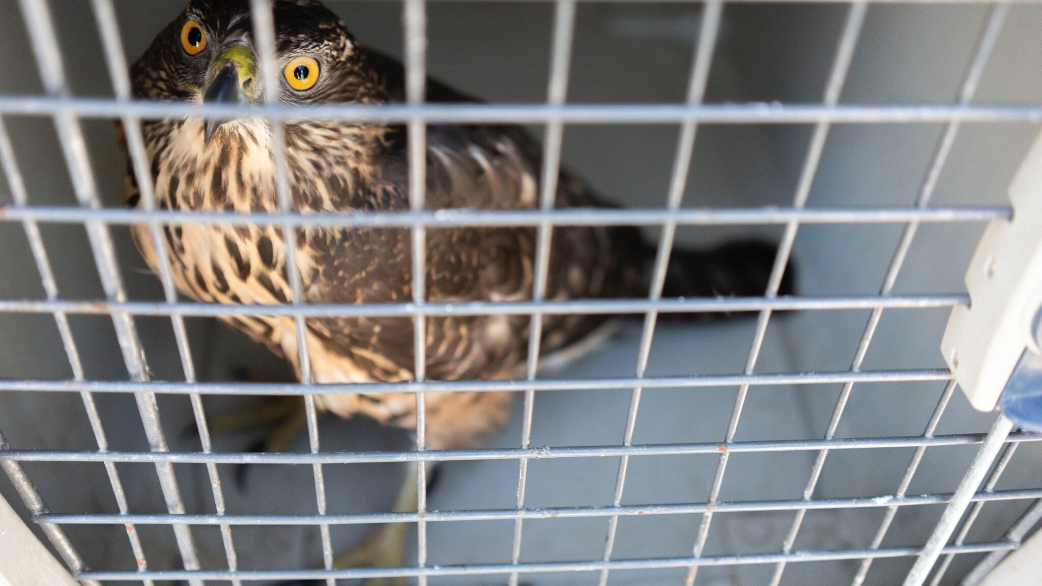 Astore ferito recuperato ad Arrone