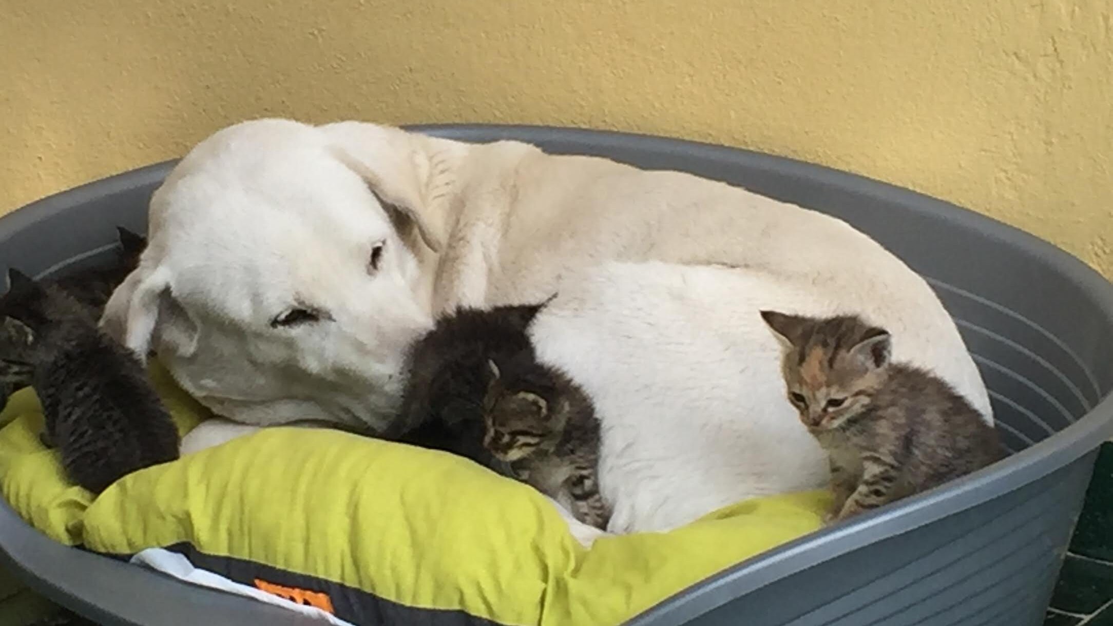 Cane Labrador Wendy allatta gattini
