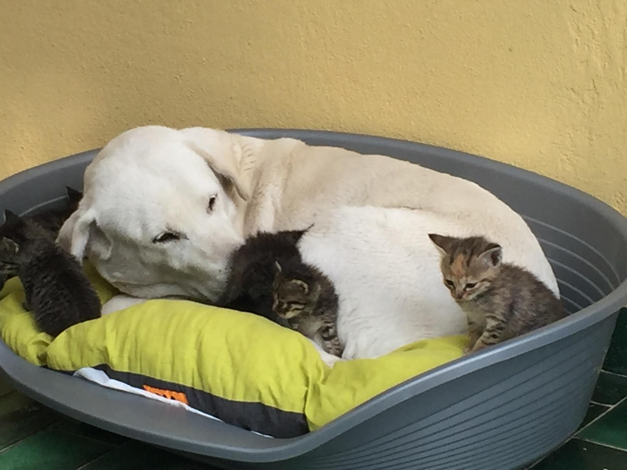 Cane Labrador Wendy allatta gattini