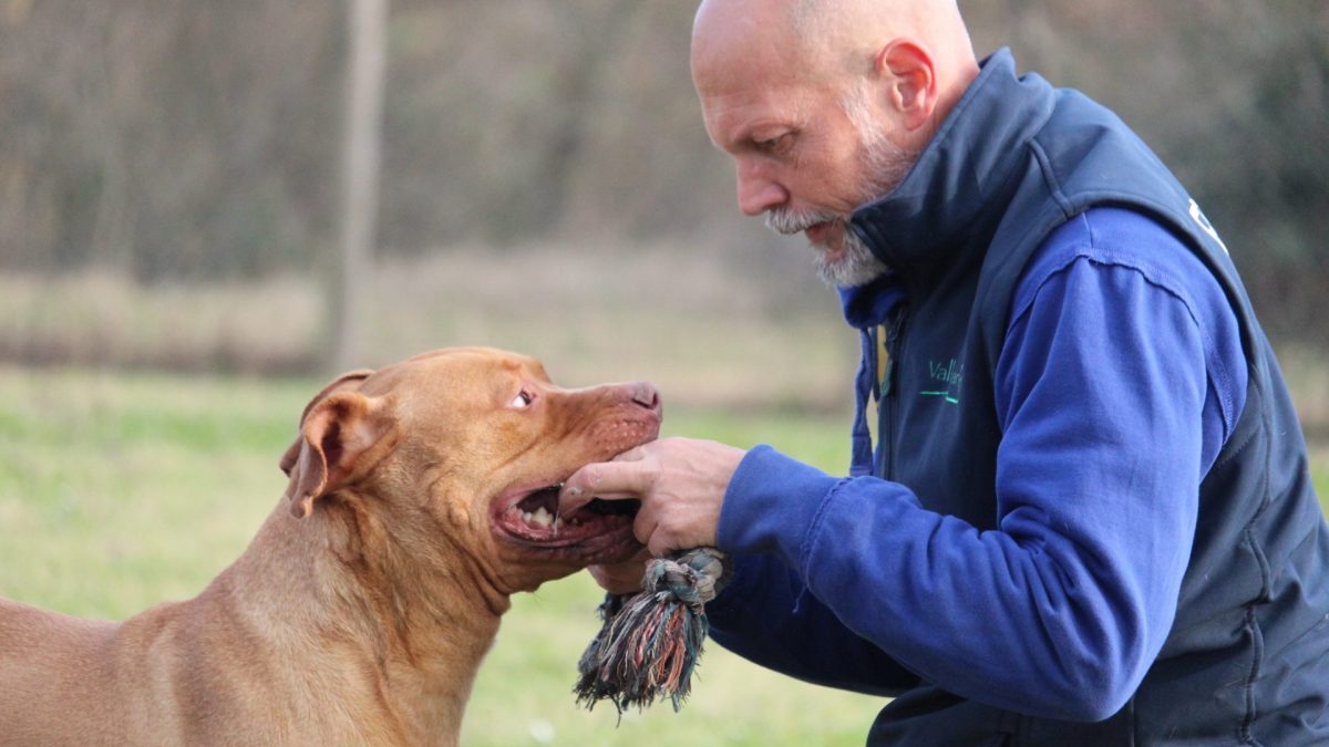 Cane Tyson gioca con educatore cinofilo