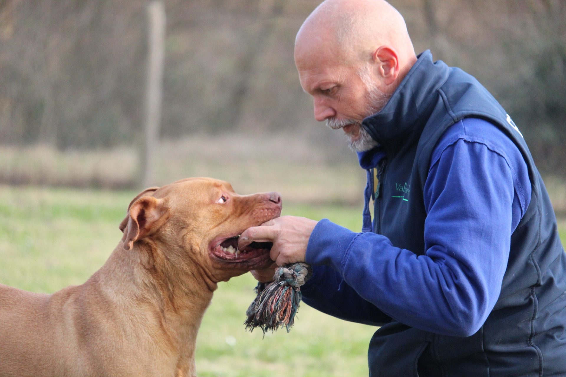 Cane Tyson gioca con educatore cinofilo