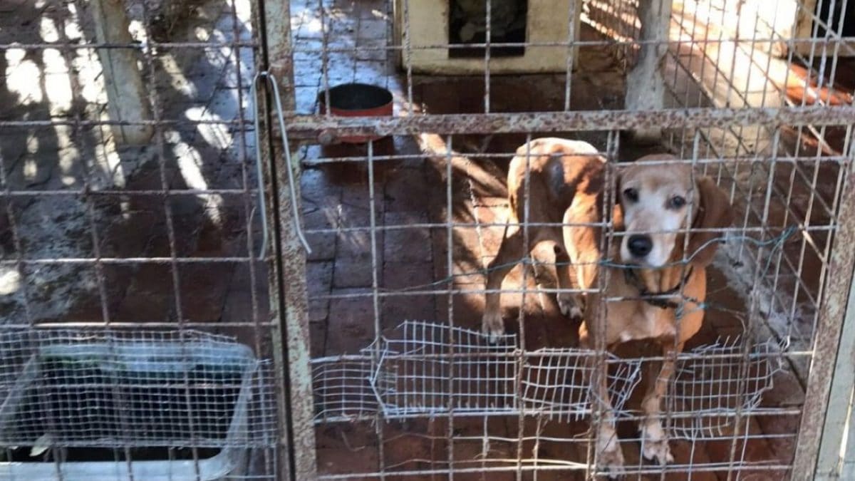 Cani salvati a Livorno dall'Oipa