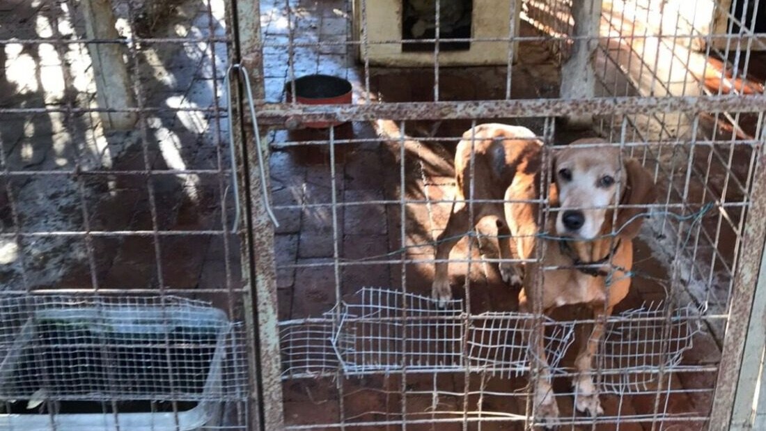 Cani salvati a Livorno dall'Oipa
