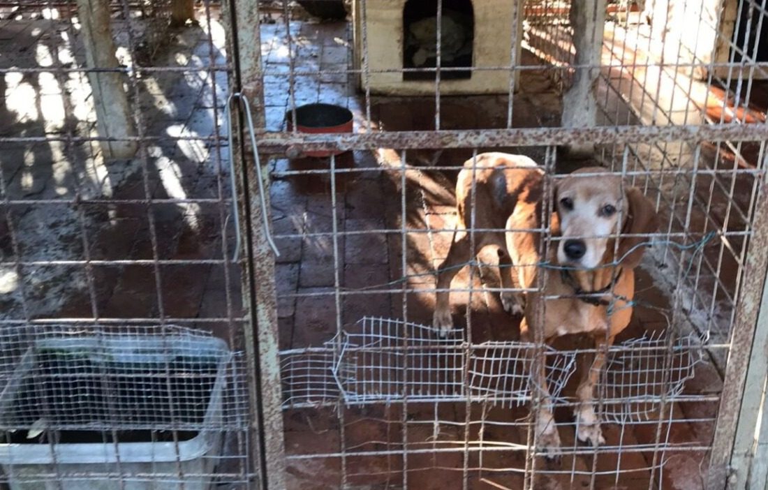 Cani salvati a Livorno dall'Oipa