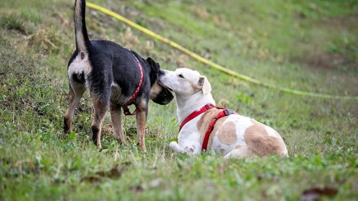 I cani del rifugio del cane di Pistoia