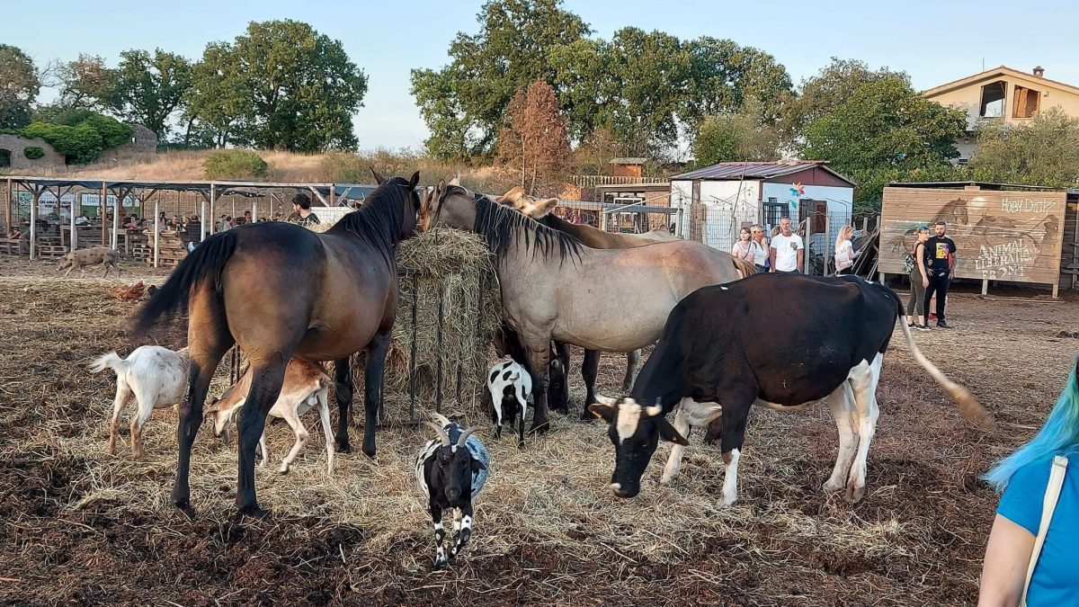 Gli animali del Rifugio Hope