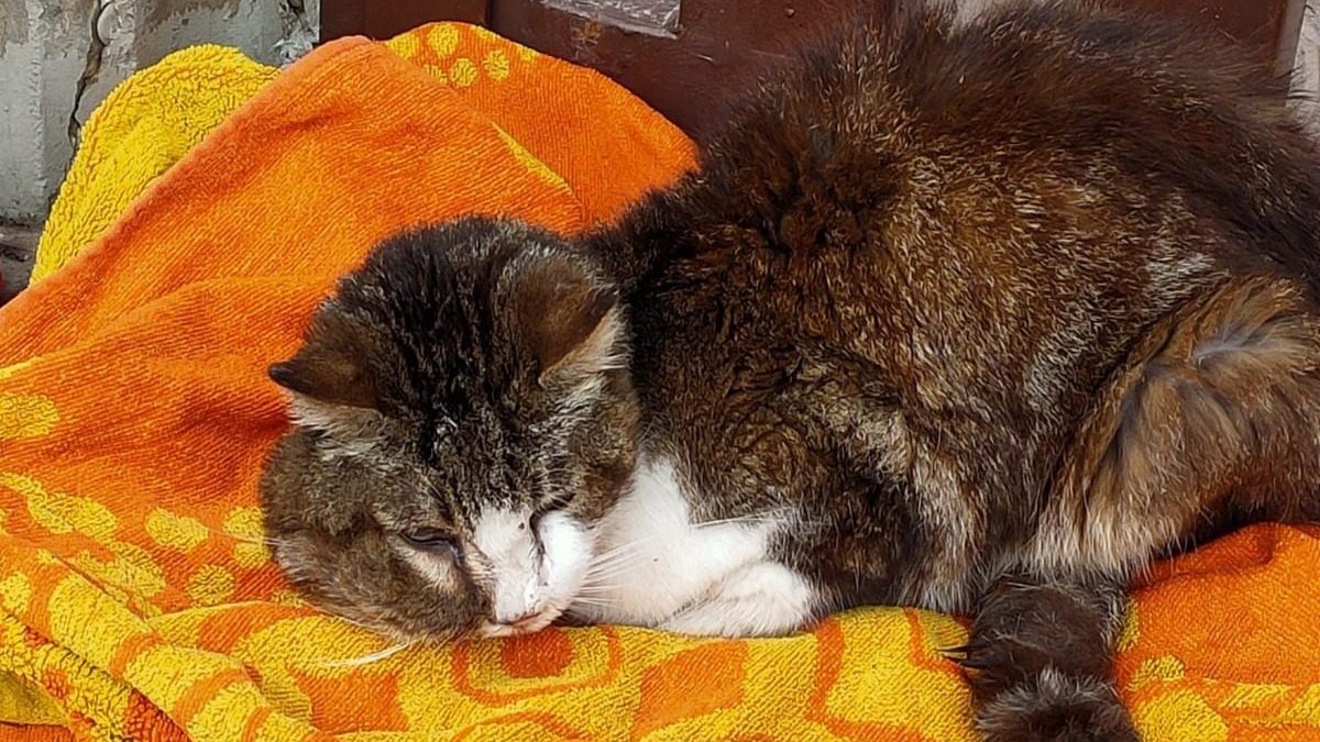 Il gatto Felpato salvato a Ladispoli