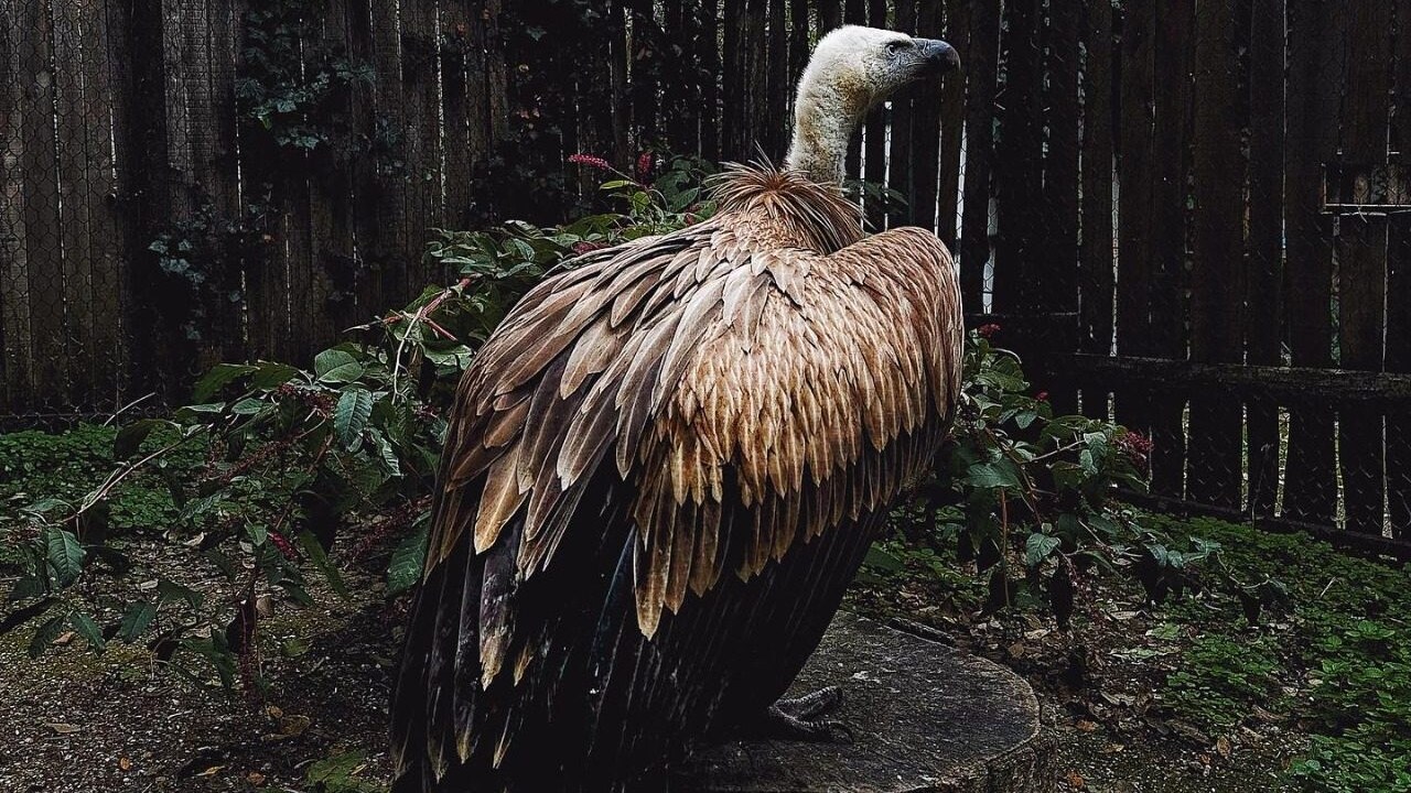 Il grifone recuperato e curato alla Lipu