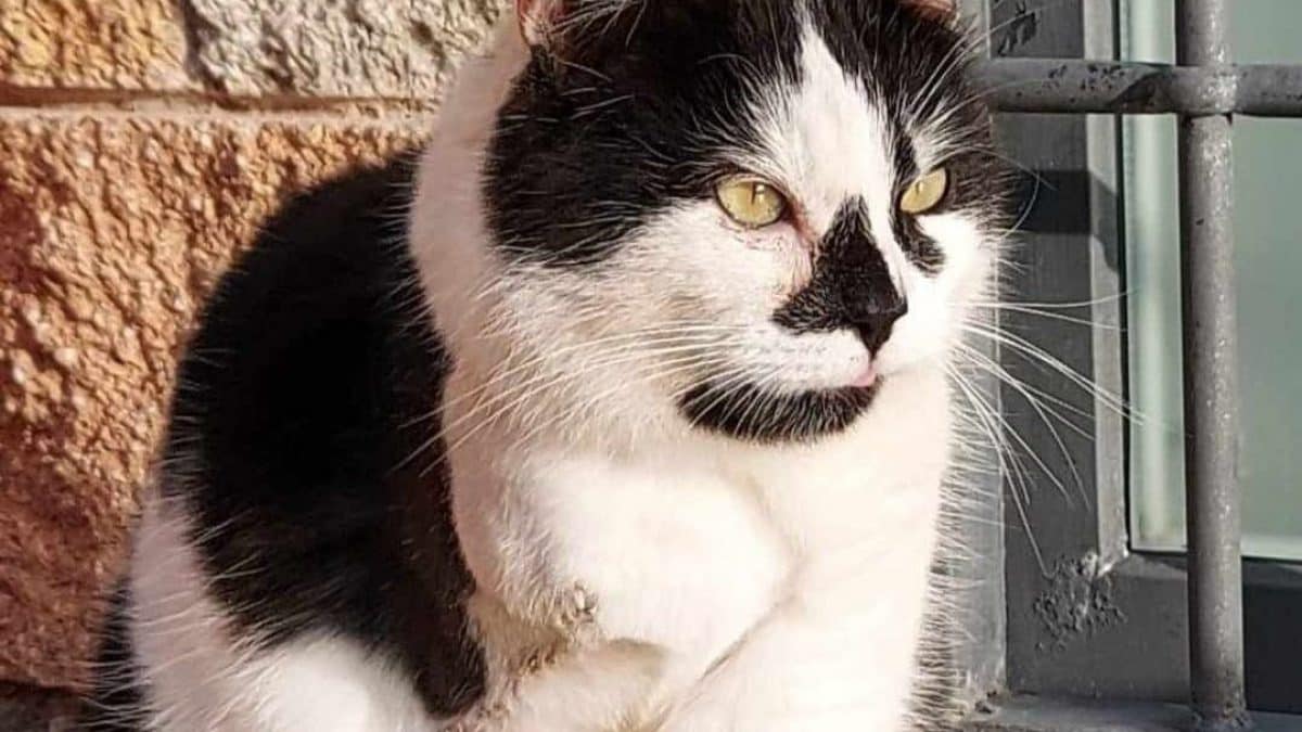 La gatta Pandina salvata in Umbria